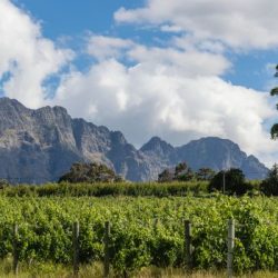 paarl winelands