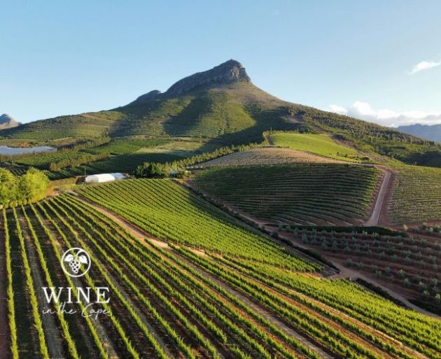 Stellenbosch Vineyards