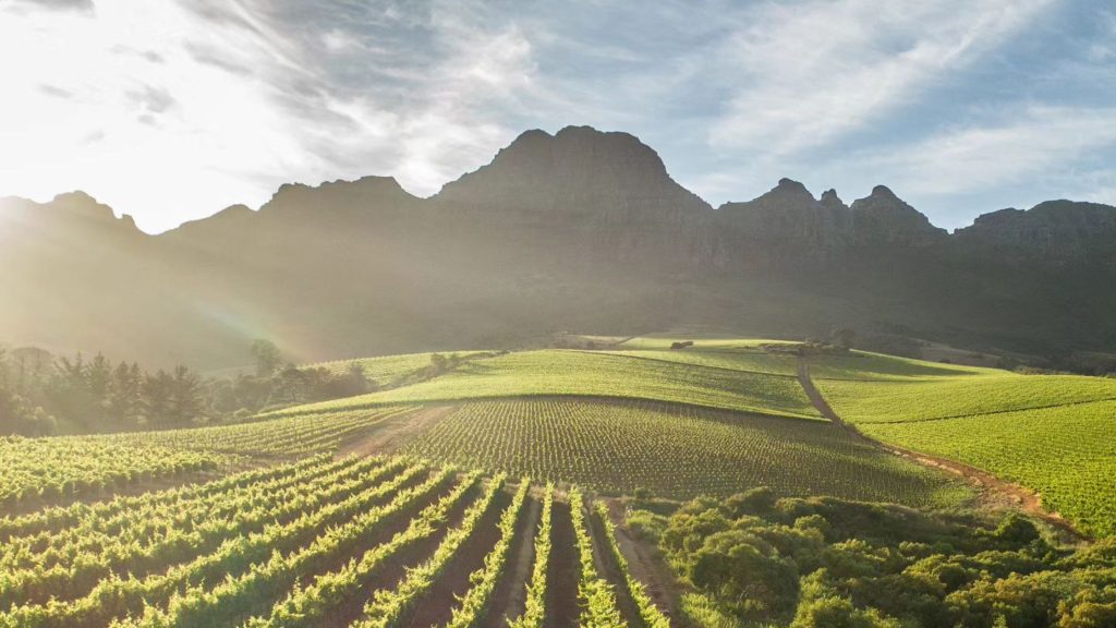 Alto Wine Estate