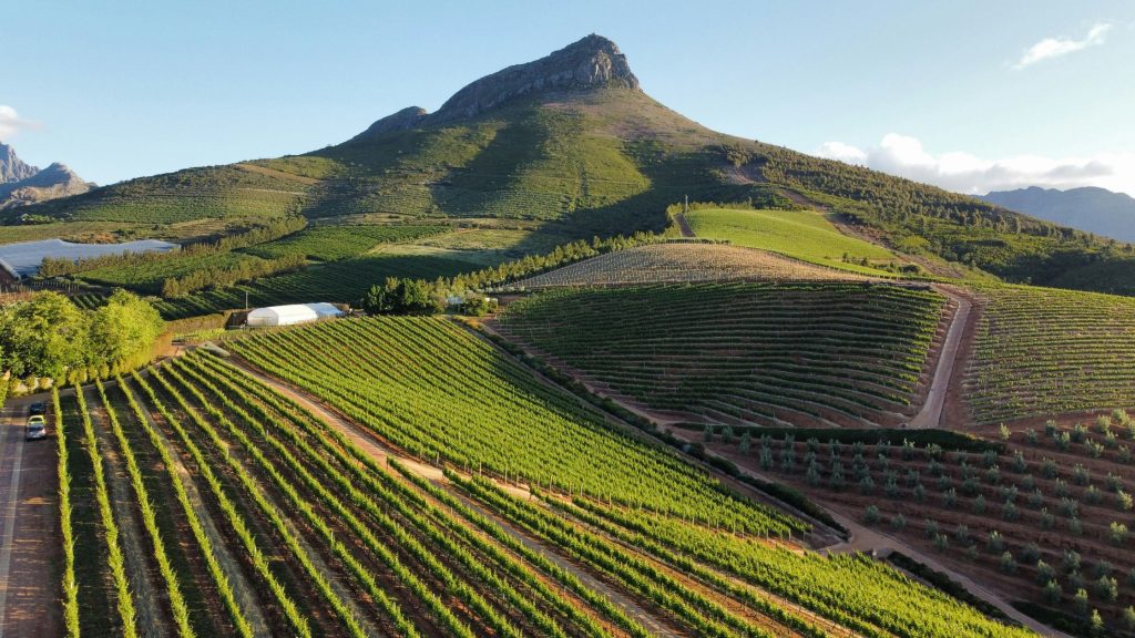 Top 5 Reasons to Visit South Africa for Wine