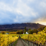 Constantia Wine Guide: South Africa’s Oldest Wine Region